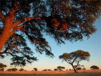 
	Ridicarea Africii. Cand toata lumea se scufunda, continentul negru a gasit reteta pentru crestere economica

