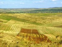 
	&quot;Baietii destepti&ldquo; din agricultura au primit 220.000 hectare de la agentia statului pe 49 de ani. Cum a devenit scump low-costul si cine sunt romanii din boardul corporatiilor internationale
