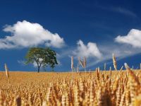 Desi detine una dintre cele mai mari suprafete agrare din UE, Romania a importat anul trecut mai multe alimente decat a exportat. Ce am cumparat de la straini