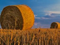 
	Romania paradoxala: inregistreaza recolte record la cereale, dar importa tot mai multe produse agroalimentare. Deficitul balantei comerciale, in crestere cu 600 mil. &euro;
