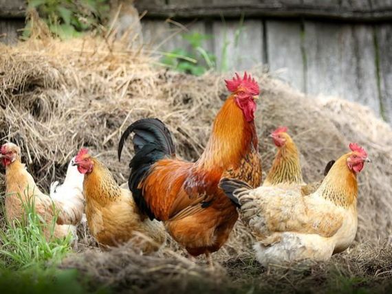 Puiul de crescătorie, cu corp enorm și picioare diforme, simbol al impactului omului asupra naturii. Este altă specie față de găina domesticită în urmă cu 8.000 de ani