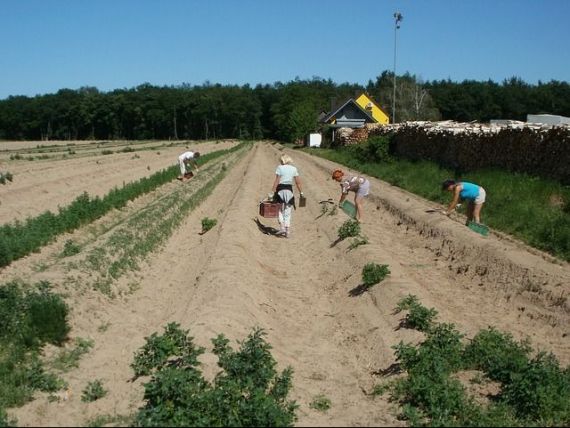 Europenii din Vest descoperă munca la câmp, după ce imigranții au fost goniți de coronavirus în țările de origine. Este foarte greu în prima zi, apoi te obişnuieşti cu durerea