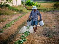
	Tinerii fug de agricultură. Aproape jumătate dintre românii care trăiesc din cultivarea pământului sunt trecuţi de 50 de ani, iar 17 au atins suta
